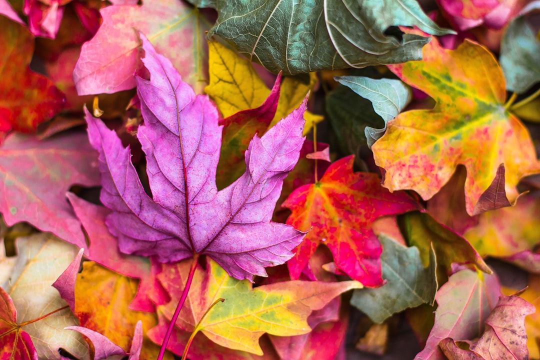 Garden Cleaning and Maintenance in Prague β Spring and Autumn